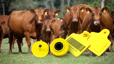 RFID fyrir búfjárhald